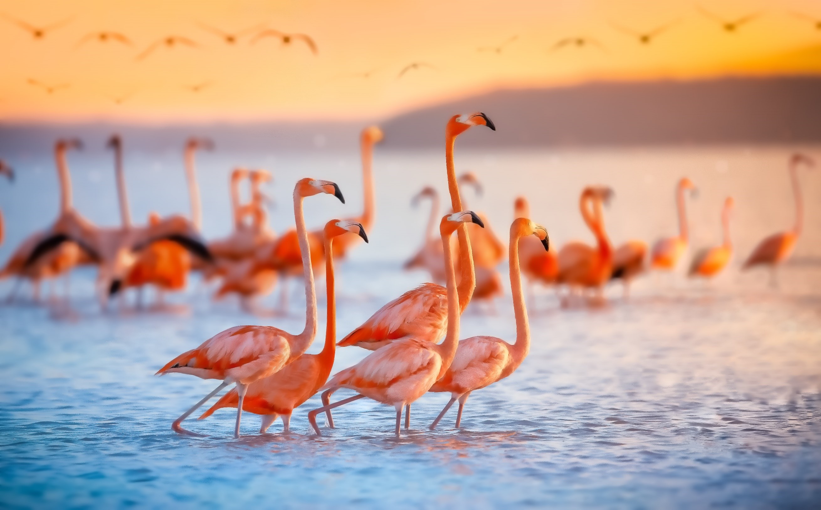 Flamingo Slider.jpg