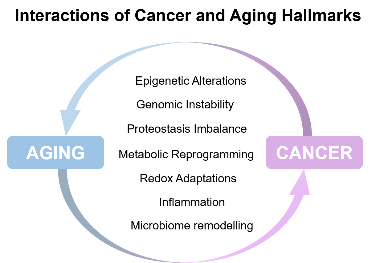 Interactions of Cancer and Aging Hallmarks