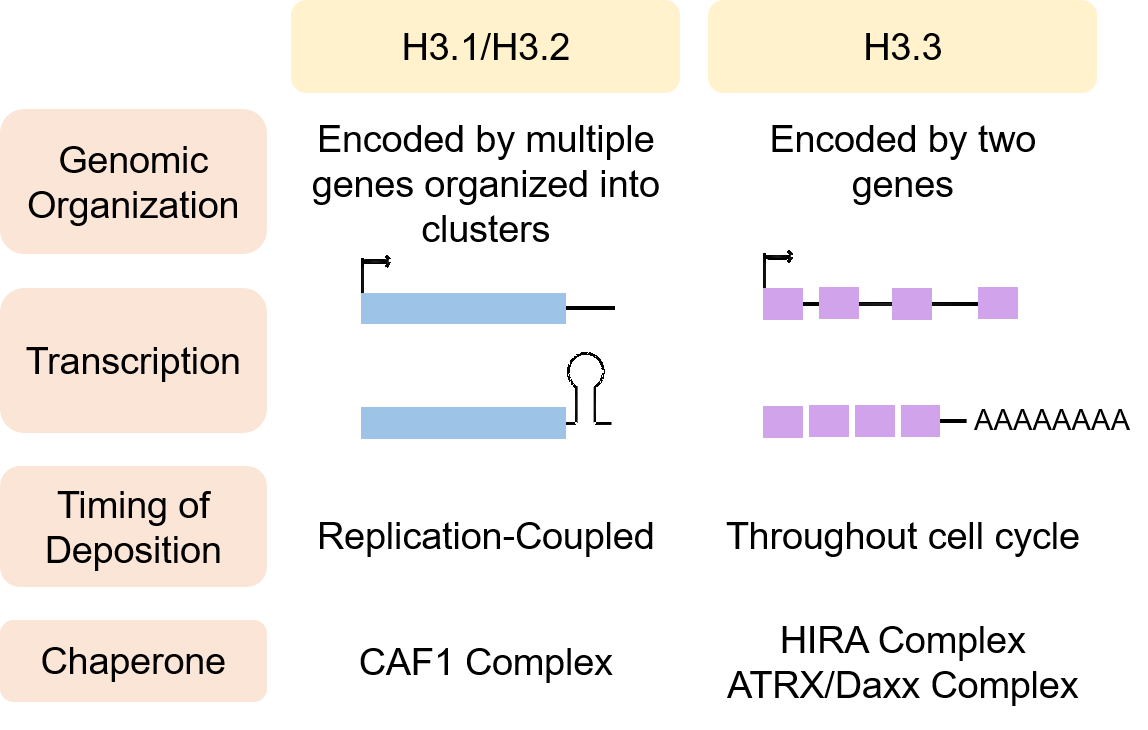 Histone H3 variants