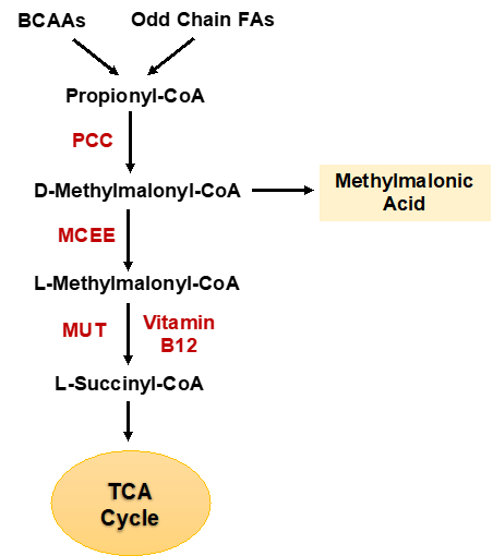 MMA pathway